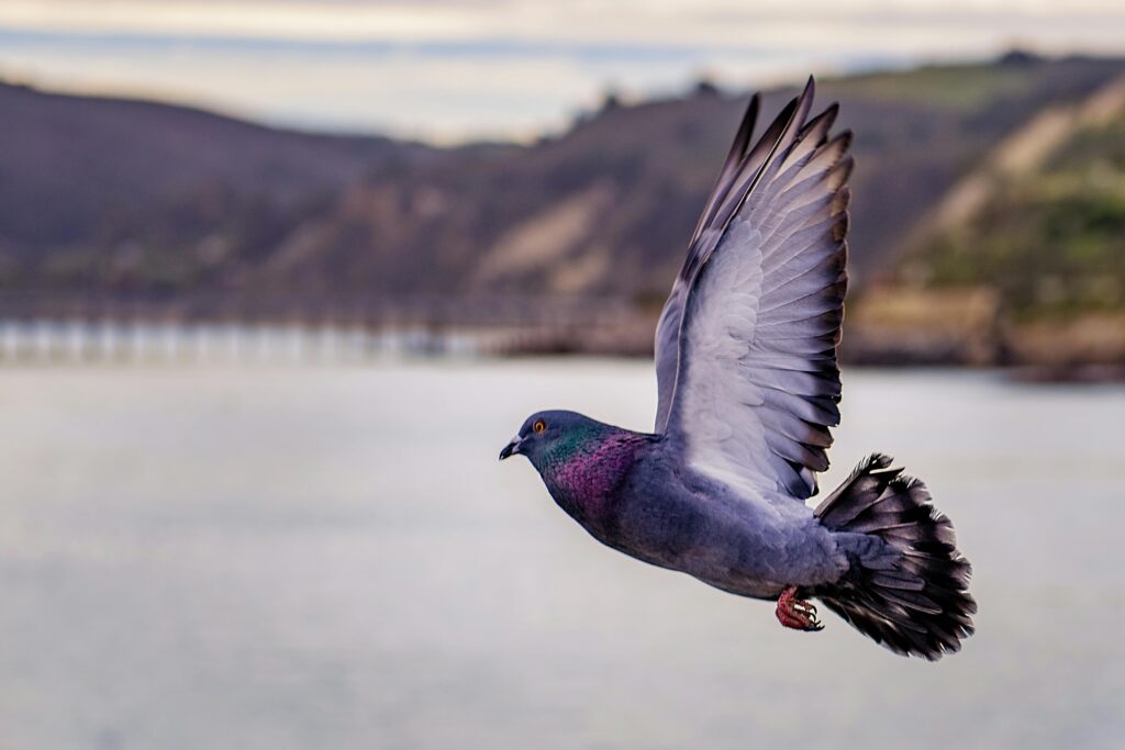 A beautiful close-up of a pigeon flying over water with scenic backgrounds.