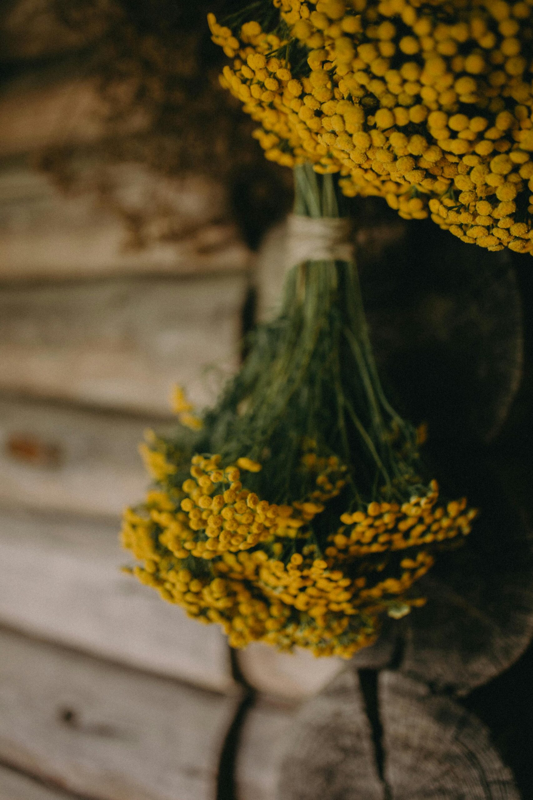 A rustic bundle of yellow tansy flowers hanging on a wooden wall for drying.